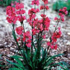 Lychnis viscaria 'Splendens'