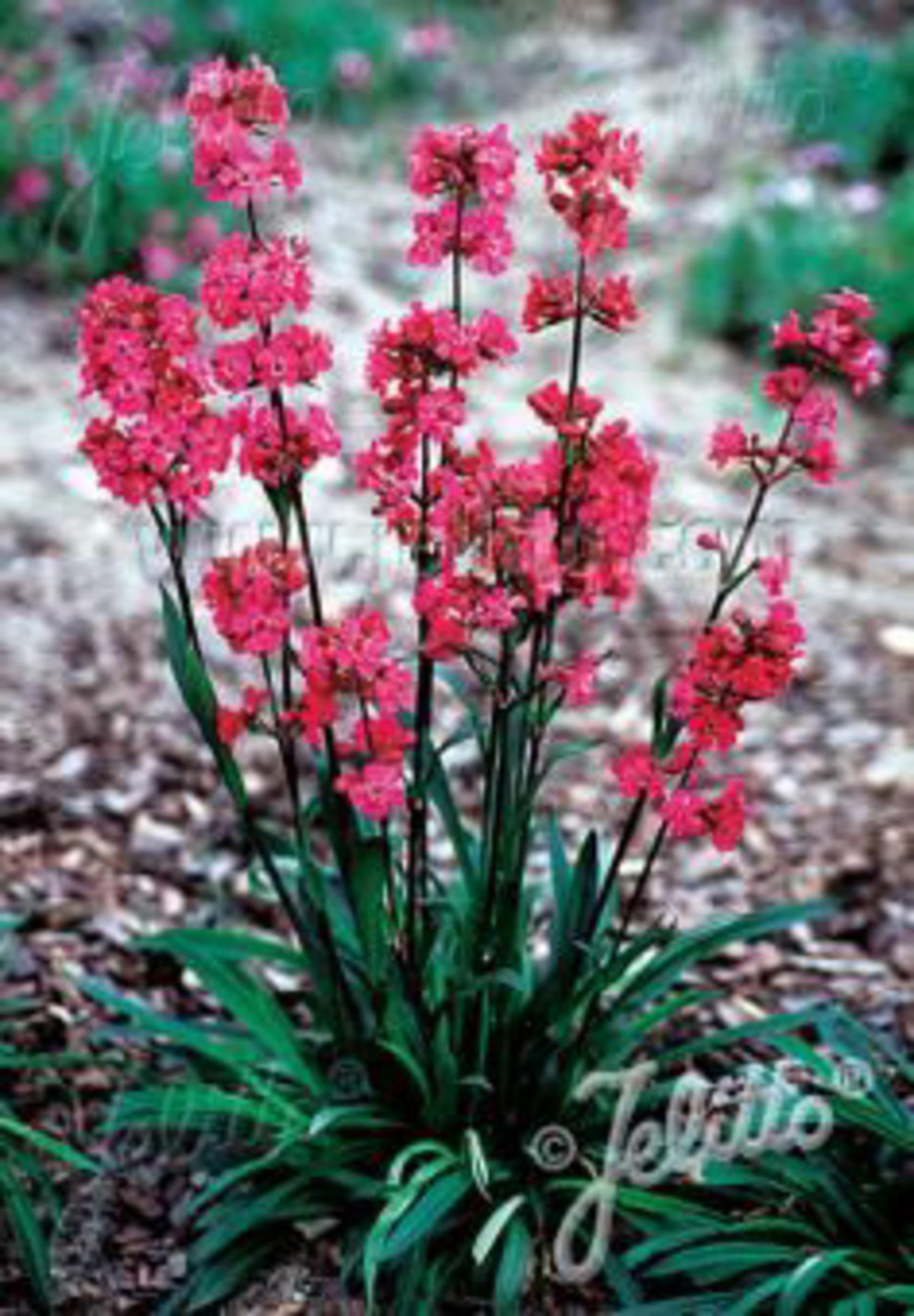 Lychnis viscaria 'Splendens'
