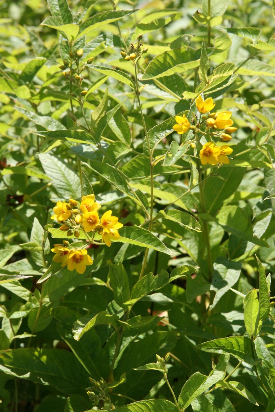Lysimachia vulgaris
