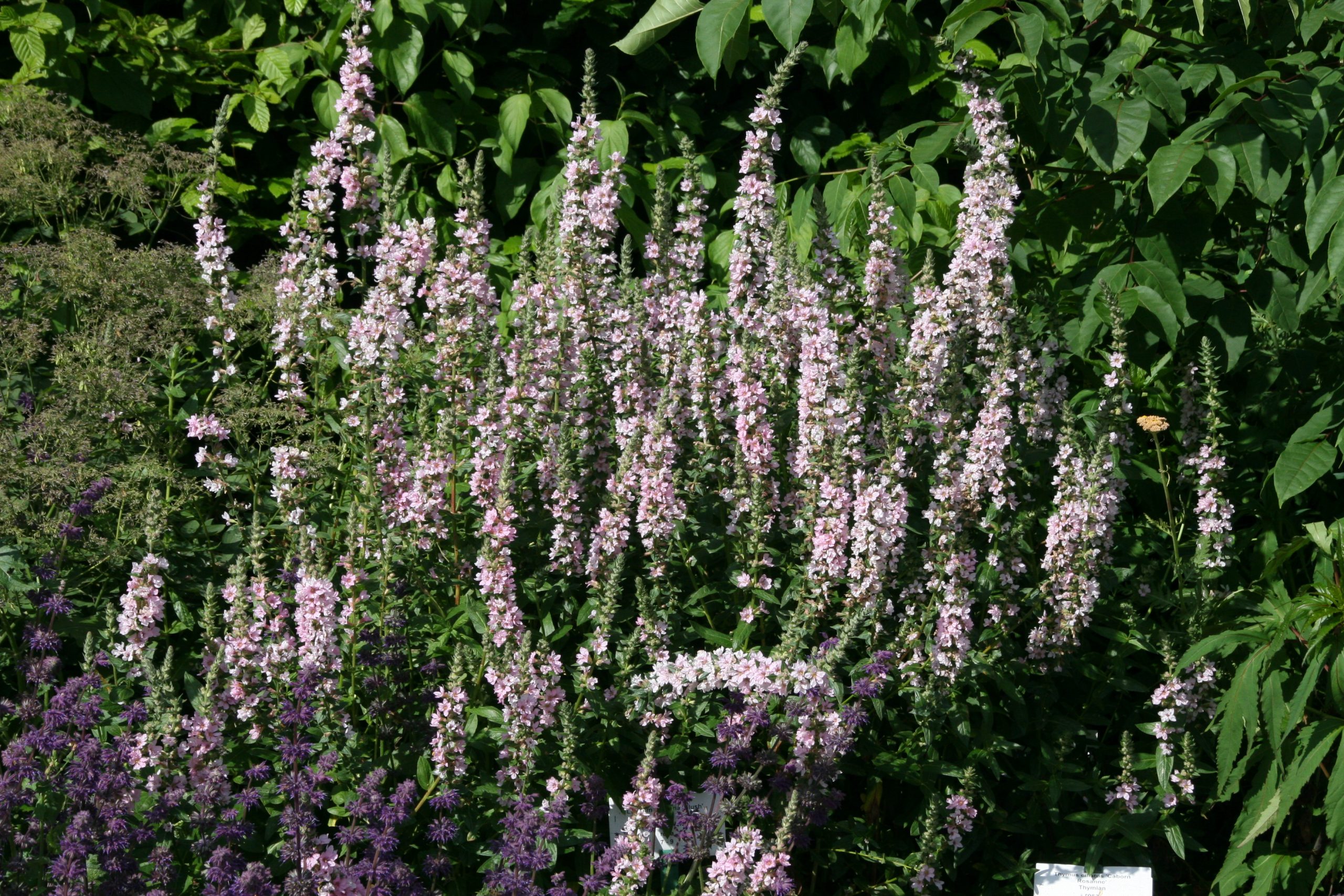 Lythrum salicaria 'Blush'