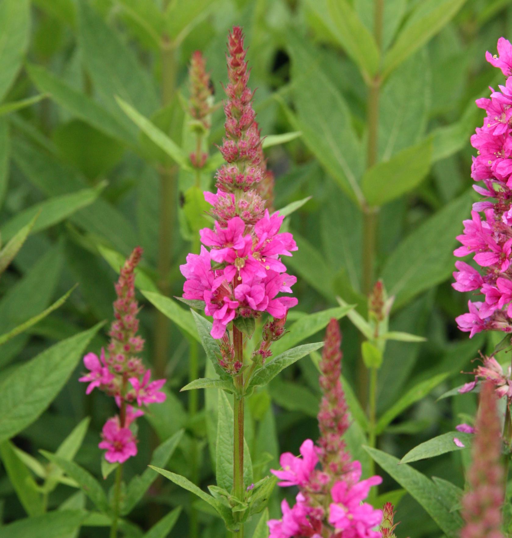 Lythrum salicaria 'Robert'
