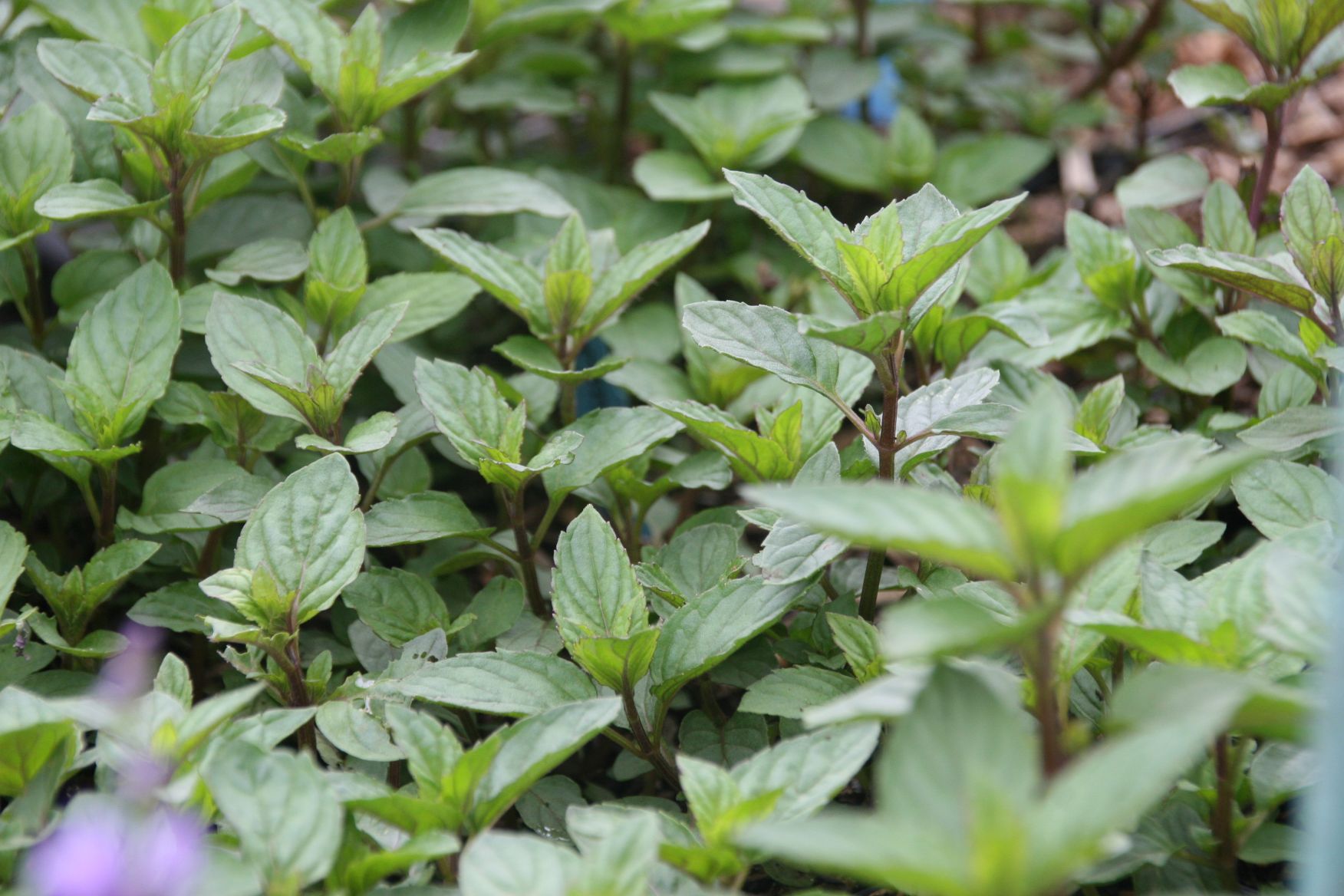 Mentha spicata 'Black Spearmint'