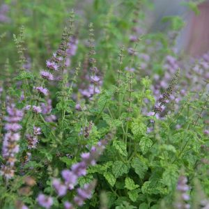 Mentha x cultorum 'Erdbeerminze'