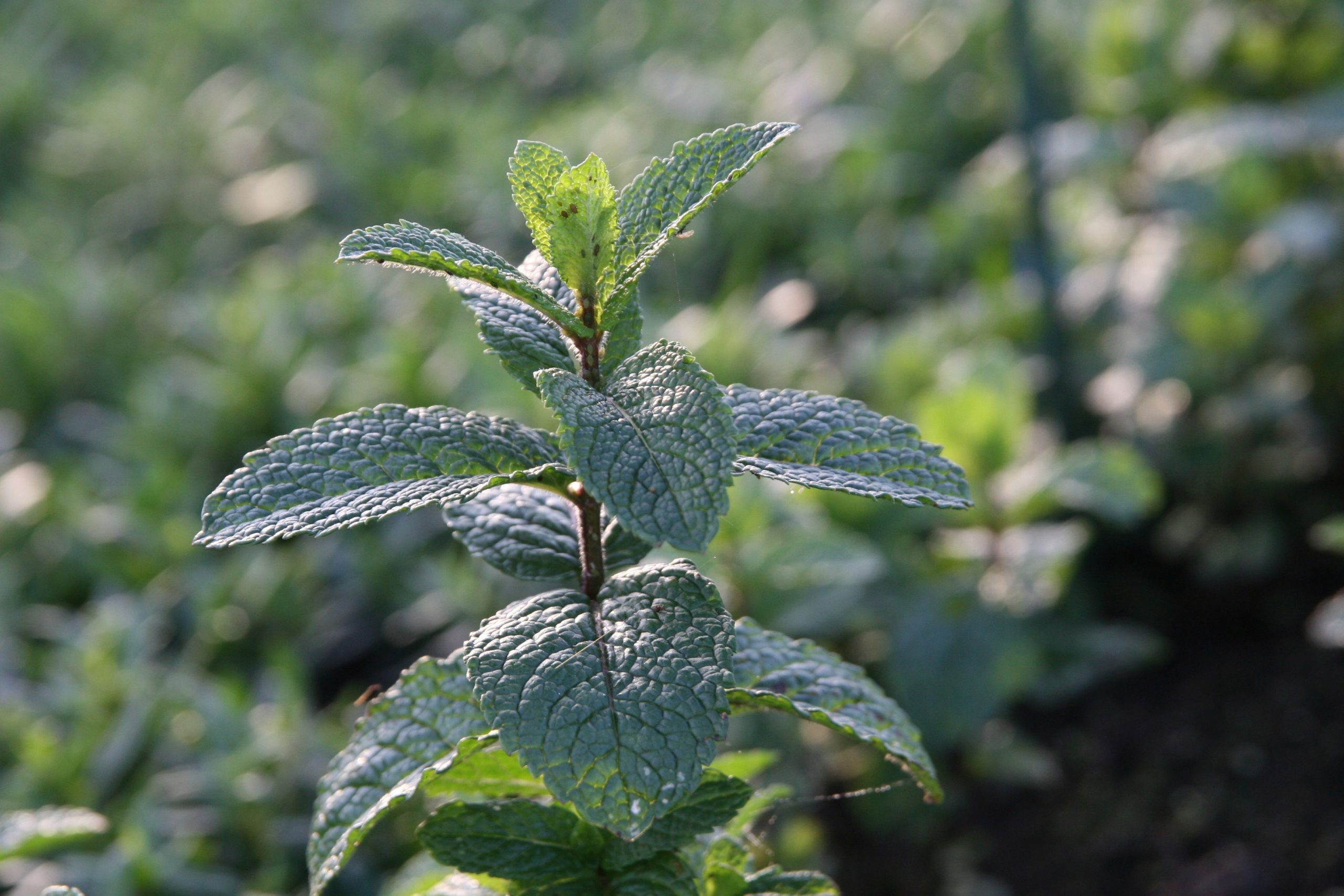 Mentha x Israelische Minze