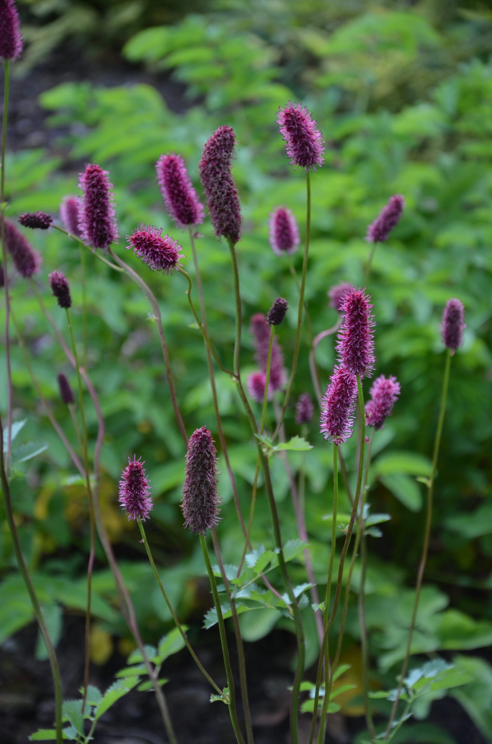 Sanguisorba menziesii