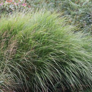 Miscanthus sinensis 'Gracillimus'