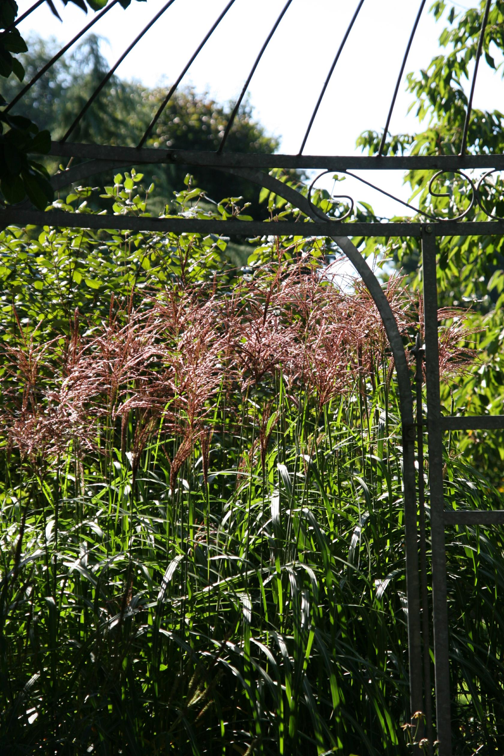 Miscanthus sinensis 'Malepartus'