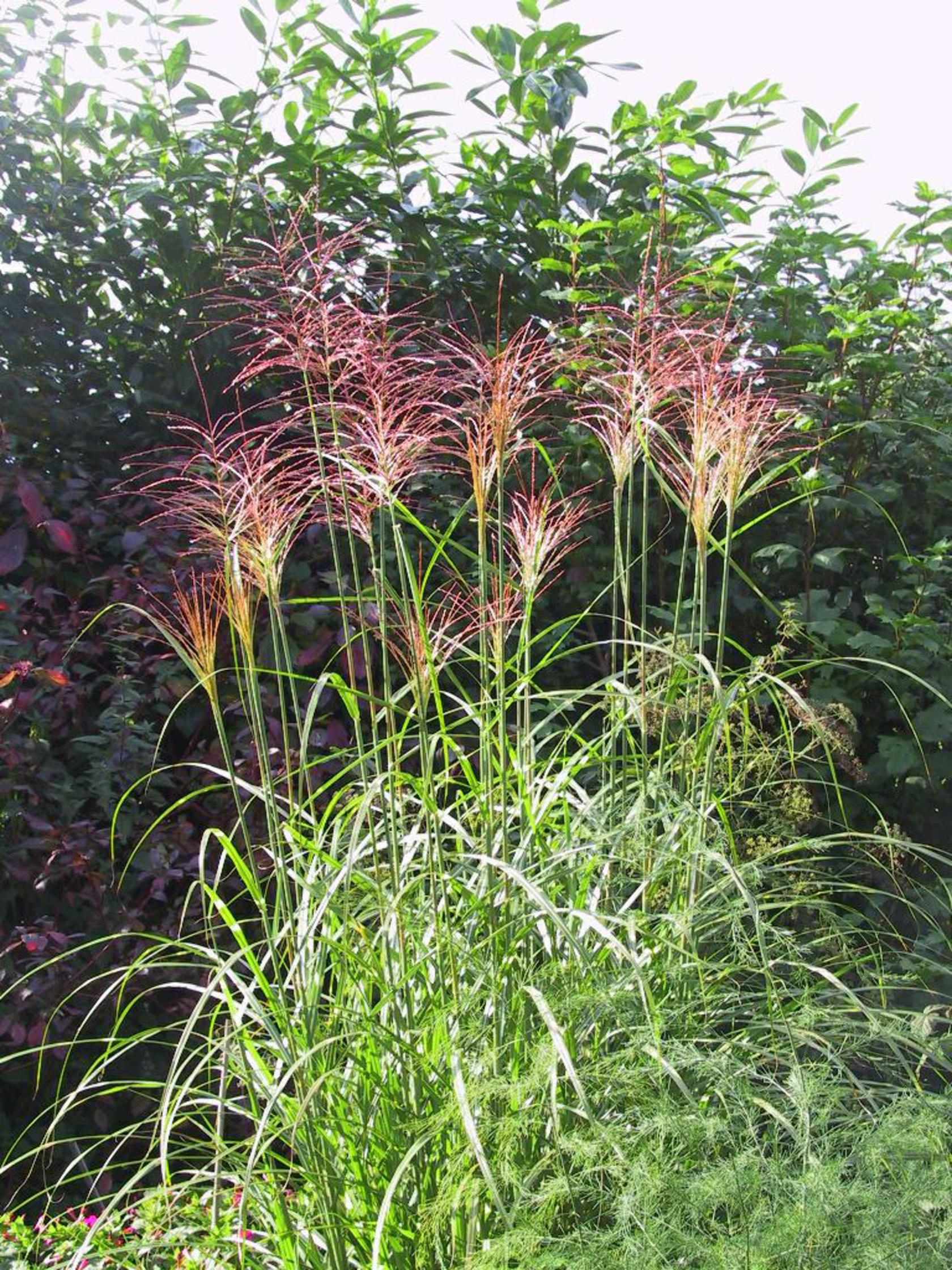 Miscanthus sinensis 'Pünktchen'