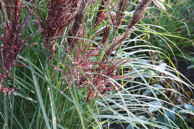 Miscanthus sinensis 'Dread Locks'