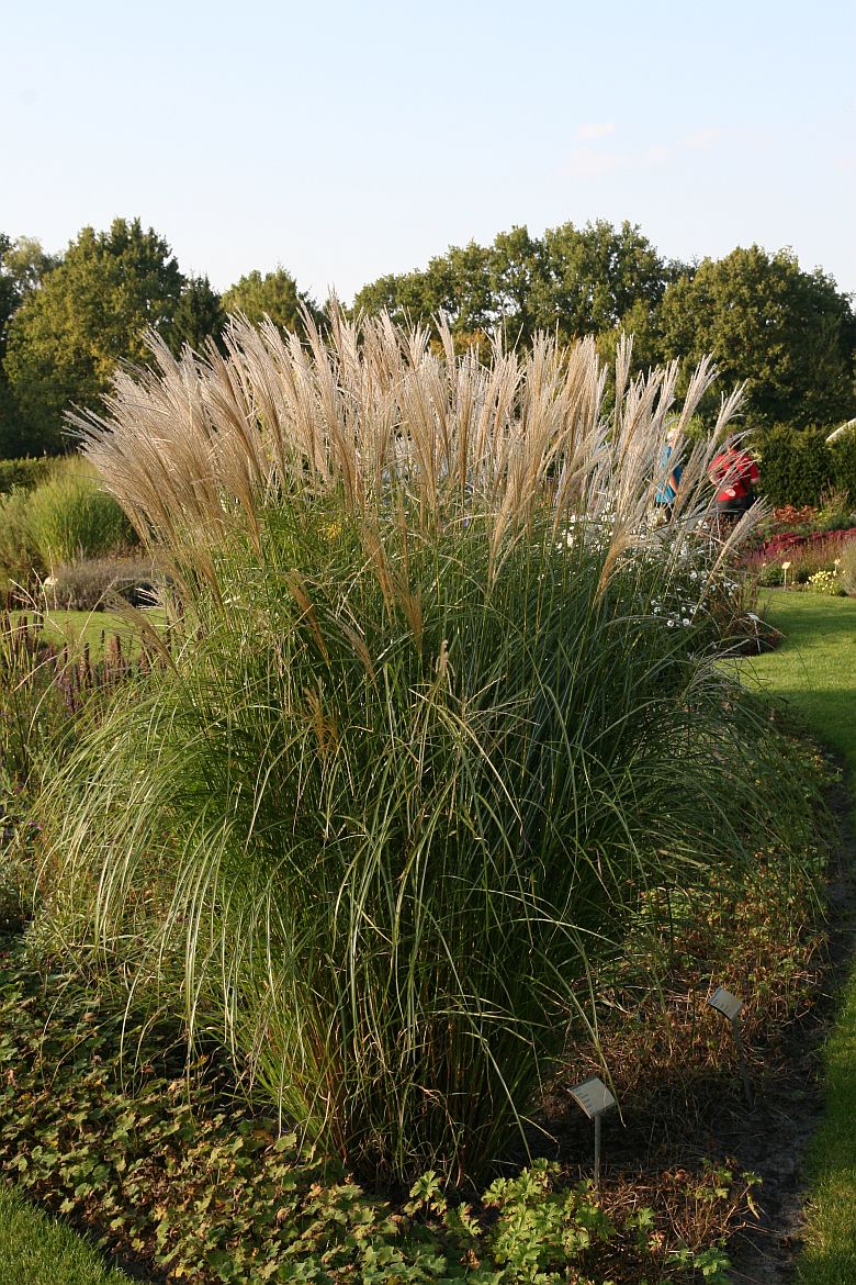 Miscanthus sinensis 'Federweißer'