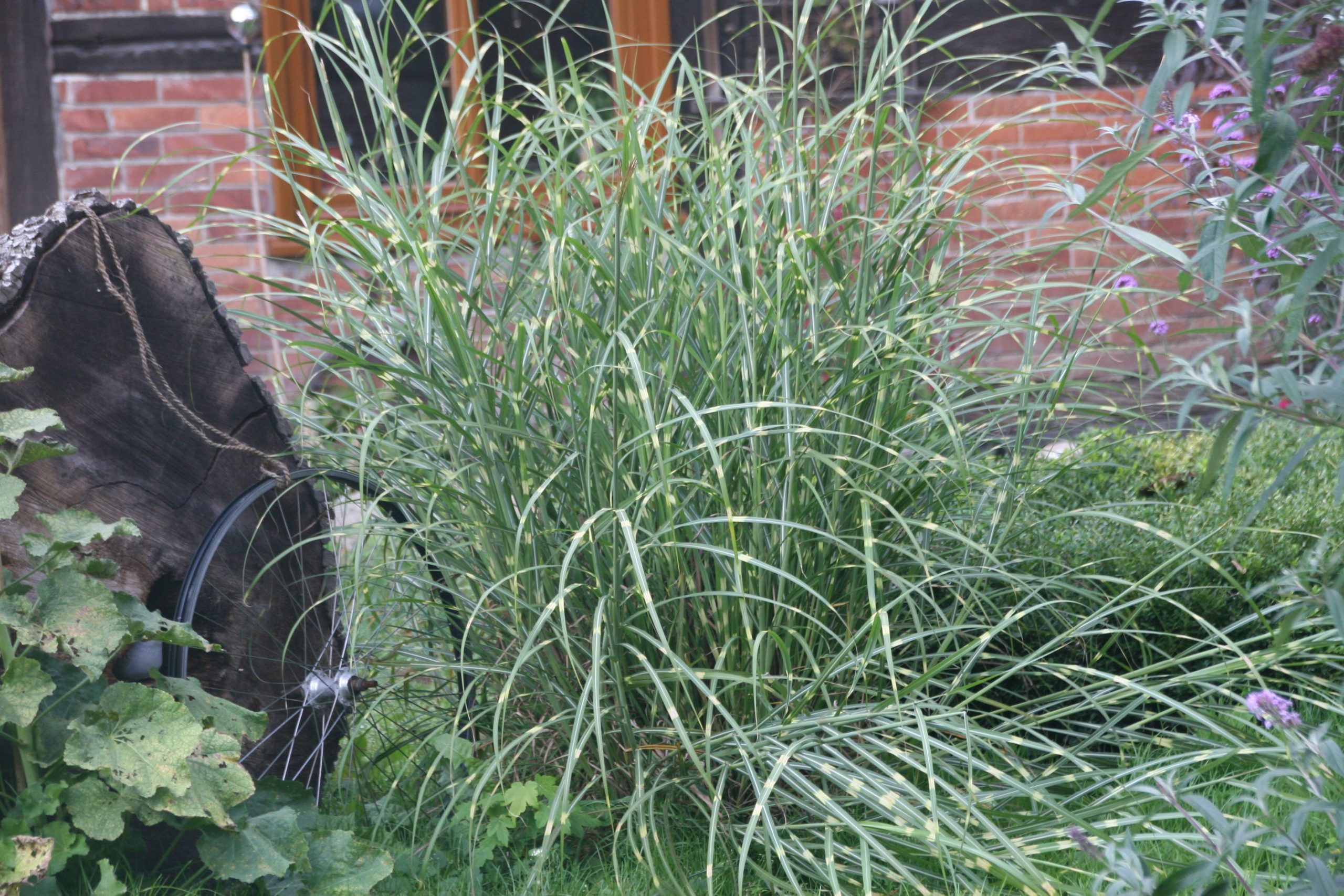 Miscanthus sinensis 'Strictus'