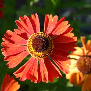 Helenium x cult. 'Moerheim Beauty'