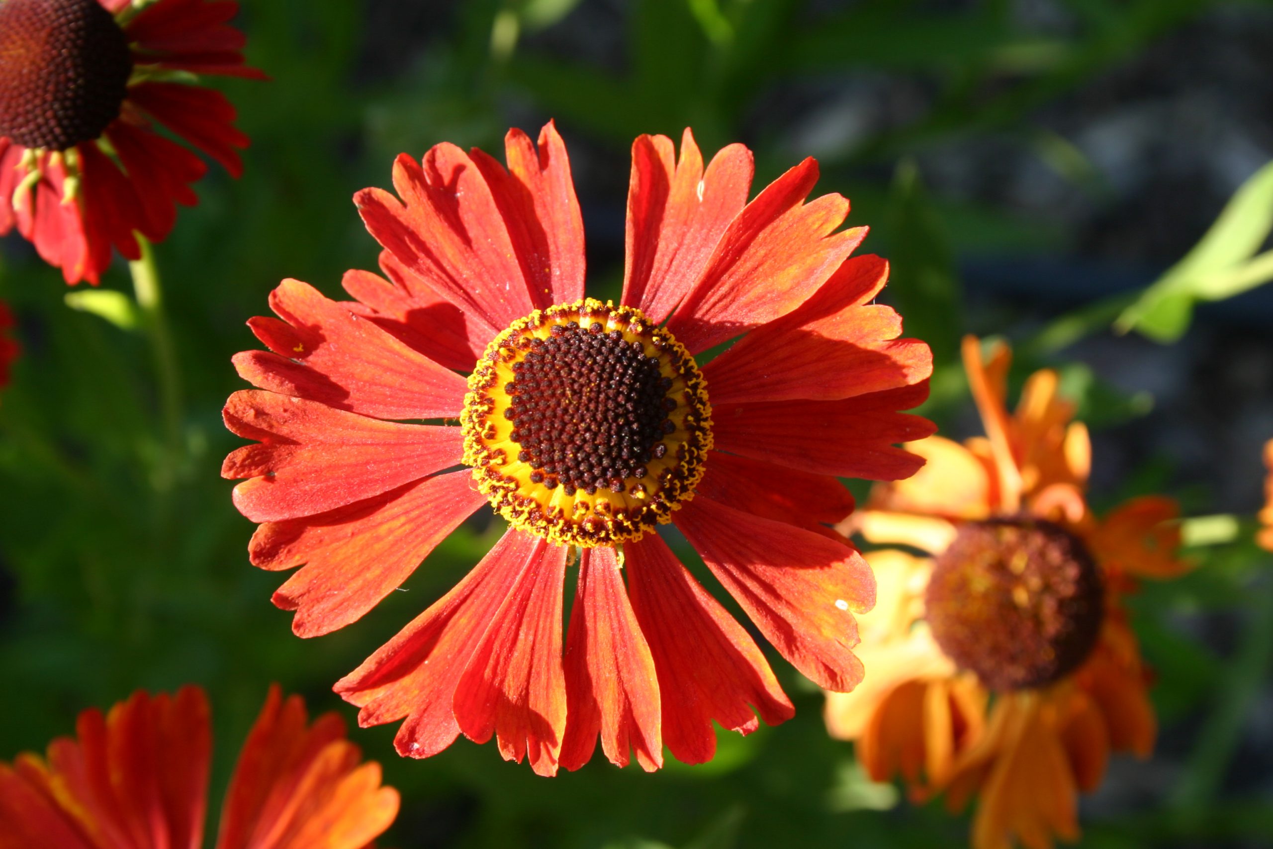 Helenium x cult. 'Moerheim Beauty'