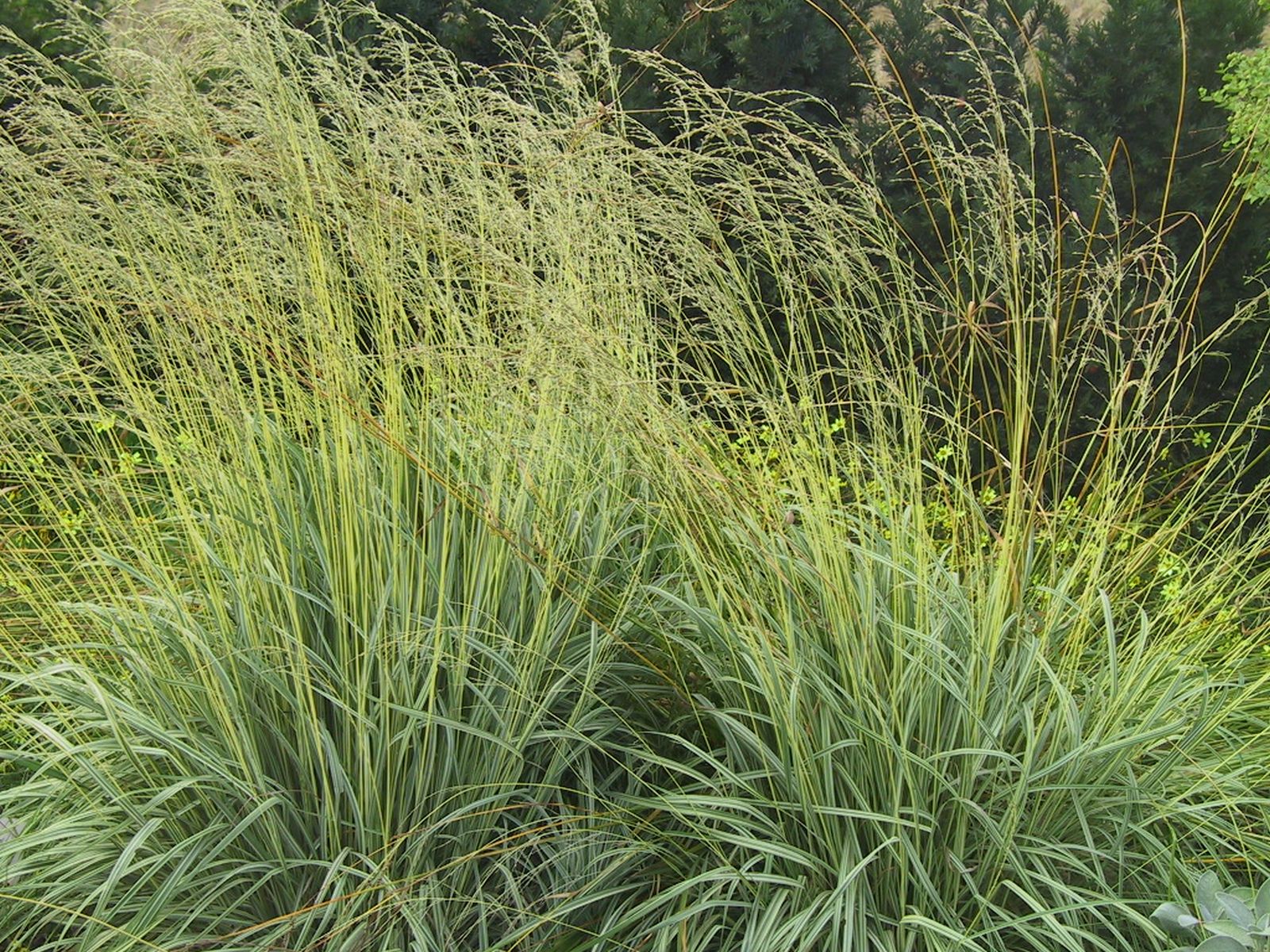 Molinia caerulea 'Variegata'