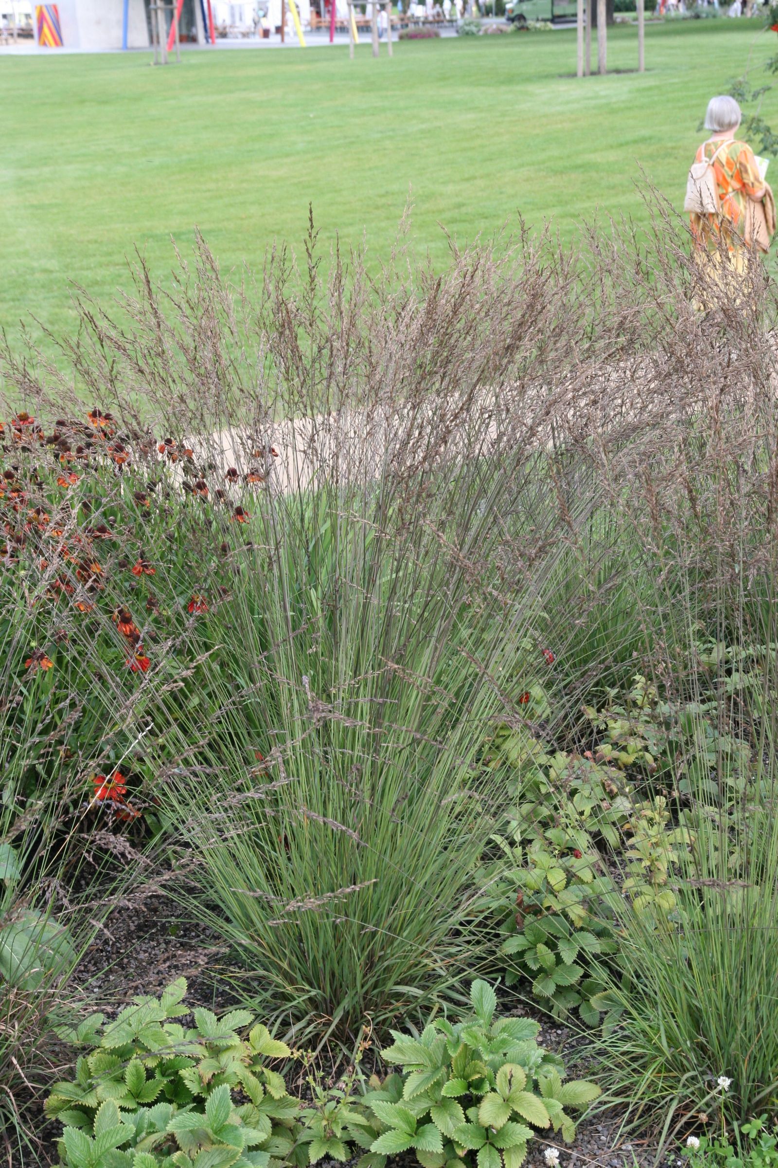 Molinia caerulea 'Edith Dudszus'
