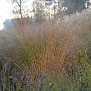 Molinia arundinacea 'Fontäne'