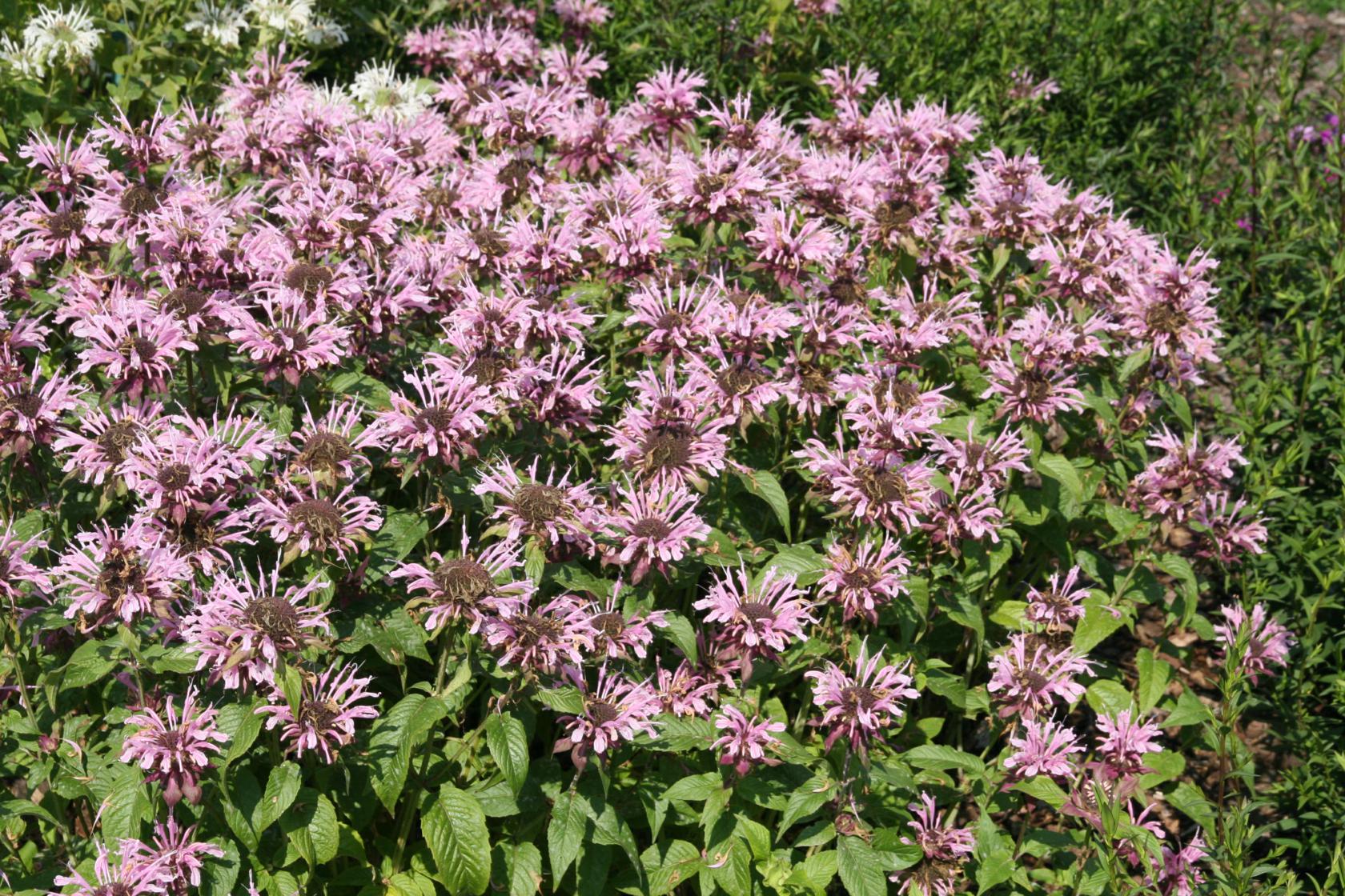 Monarda fistulosa ' Beauty of Cobham'