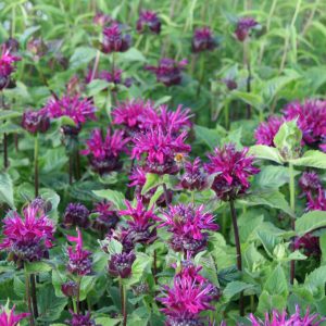 Monarda fistulosa 'Bee-True' (S)