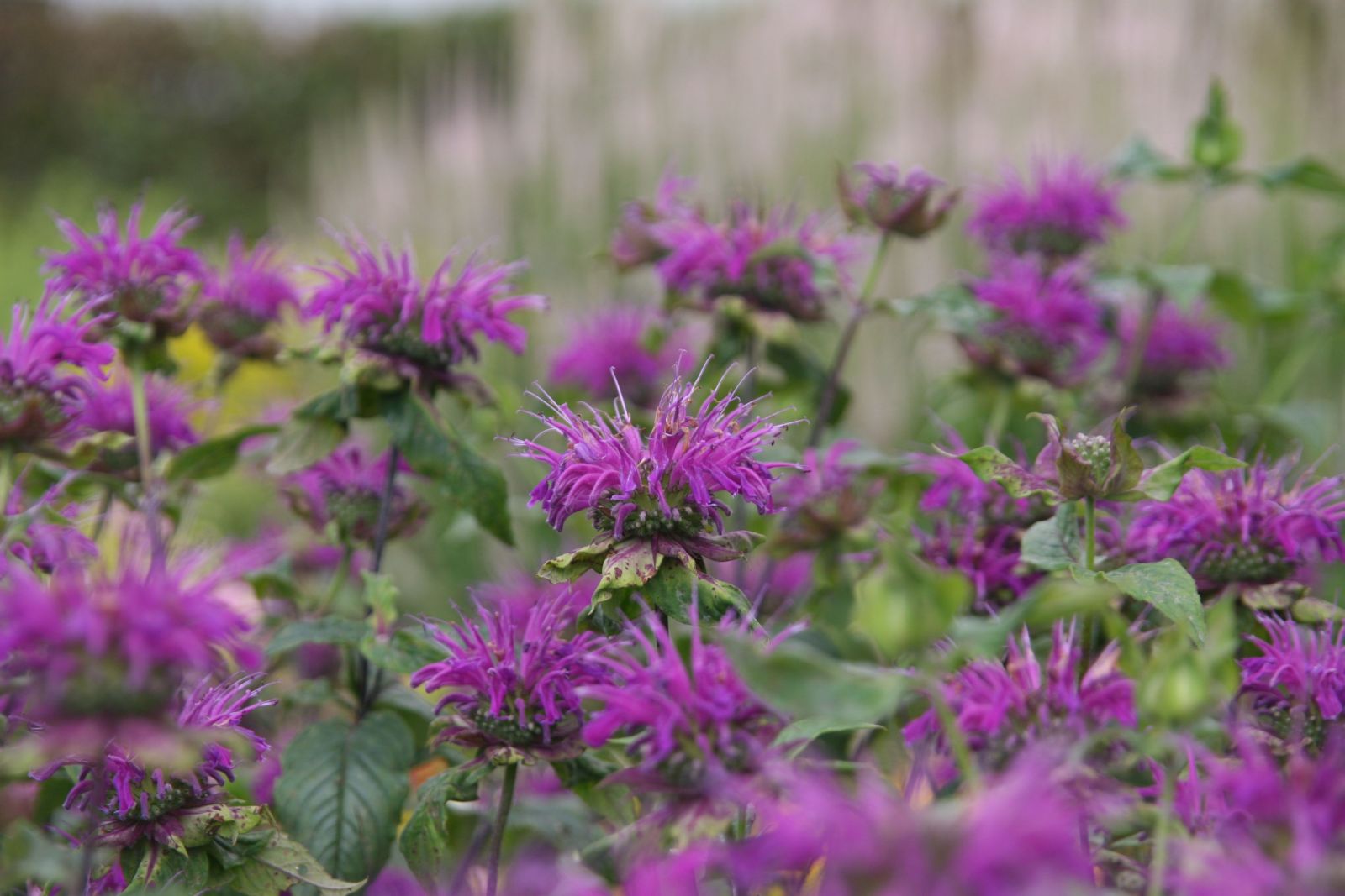 Monarda fistulosa 'Blaustrumpf'