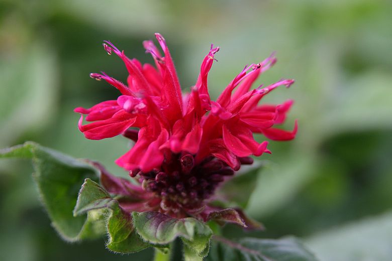 Monarda didyma Fireball' (S)
