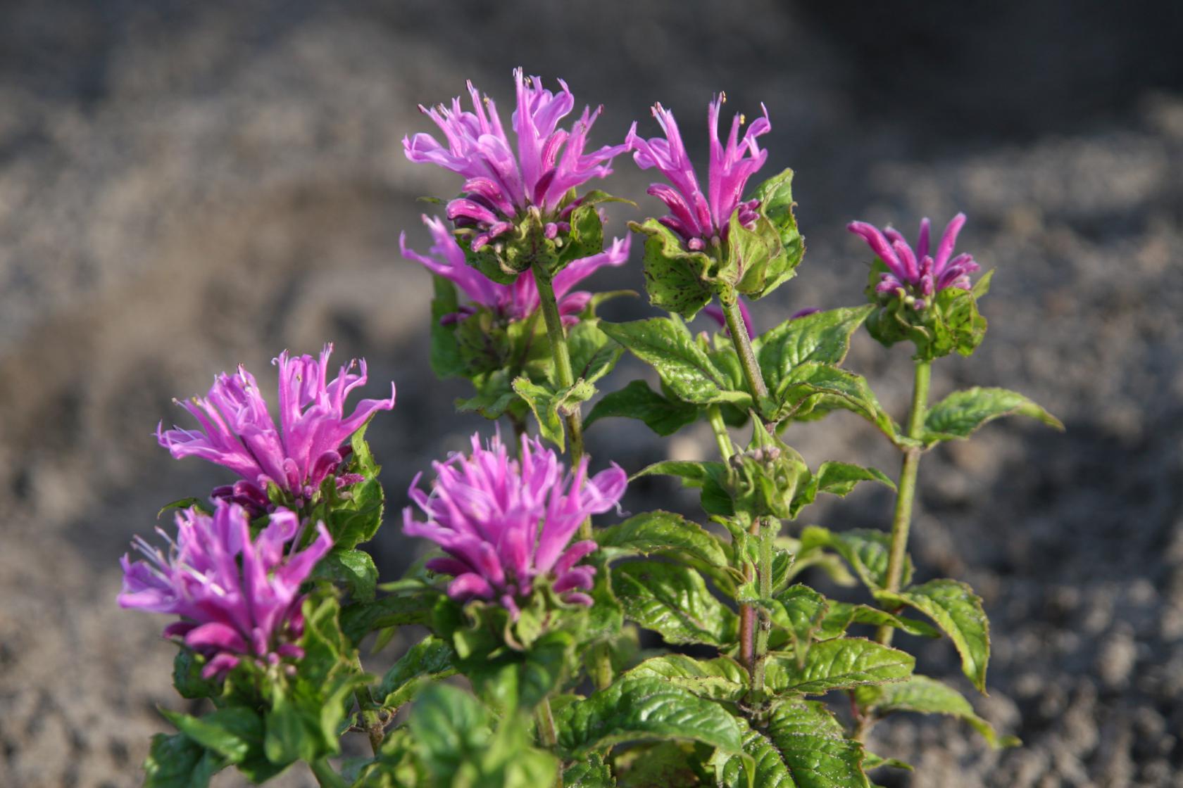 Monarda didyma 'Petite Delight'
