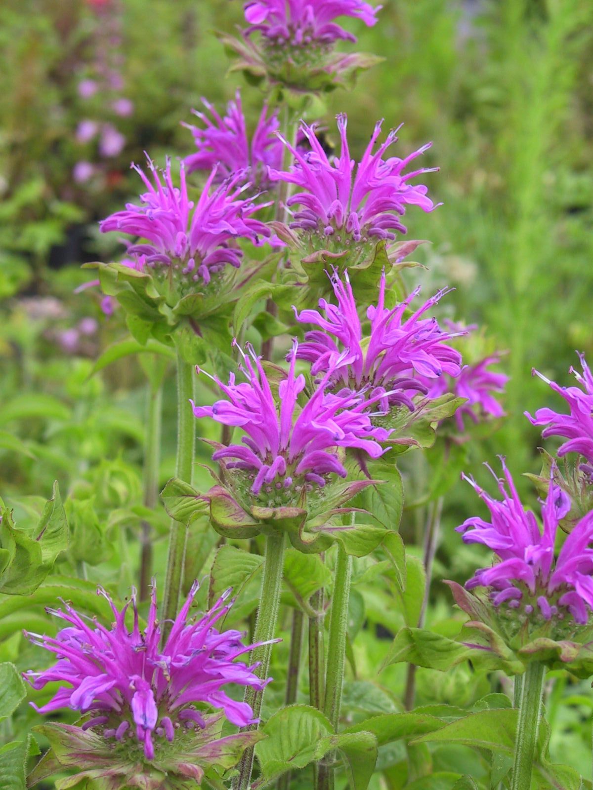 Monarda fistulosa 'Prärienacht'