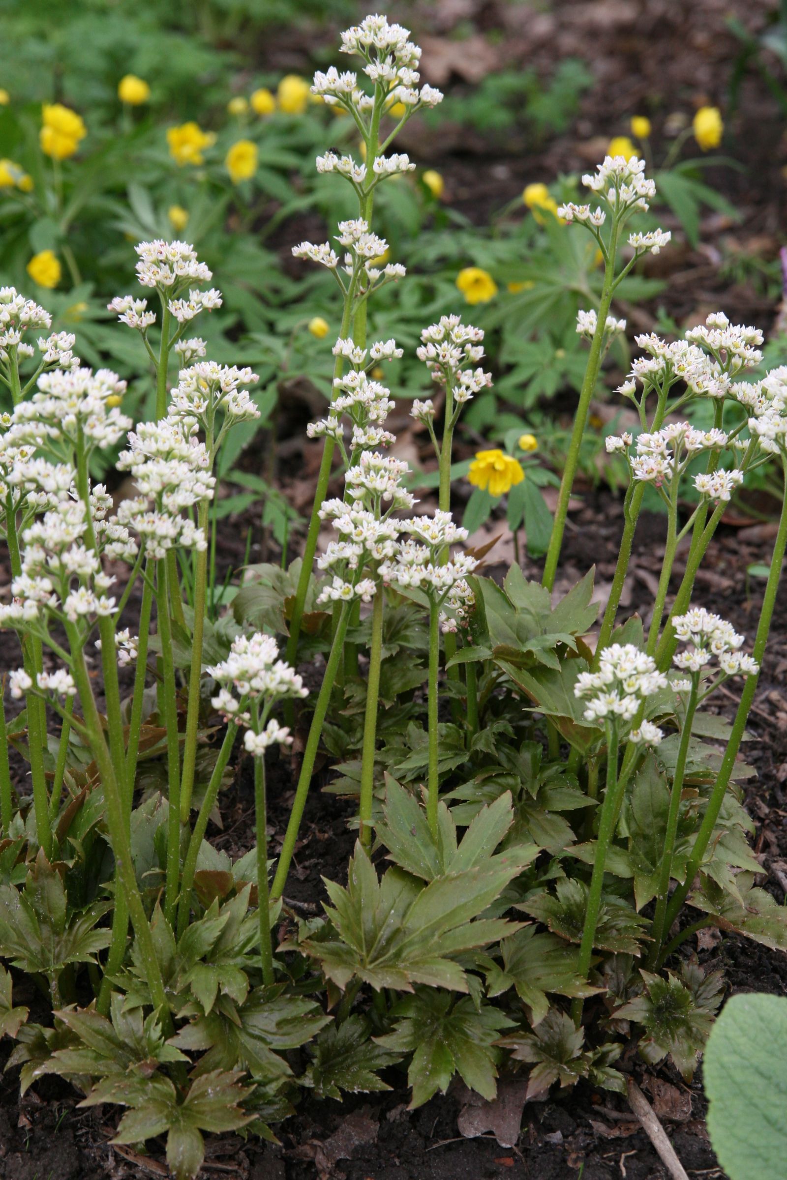 Mukdenia rossii 'Karasuba'