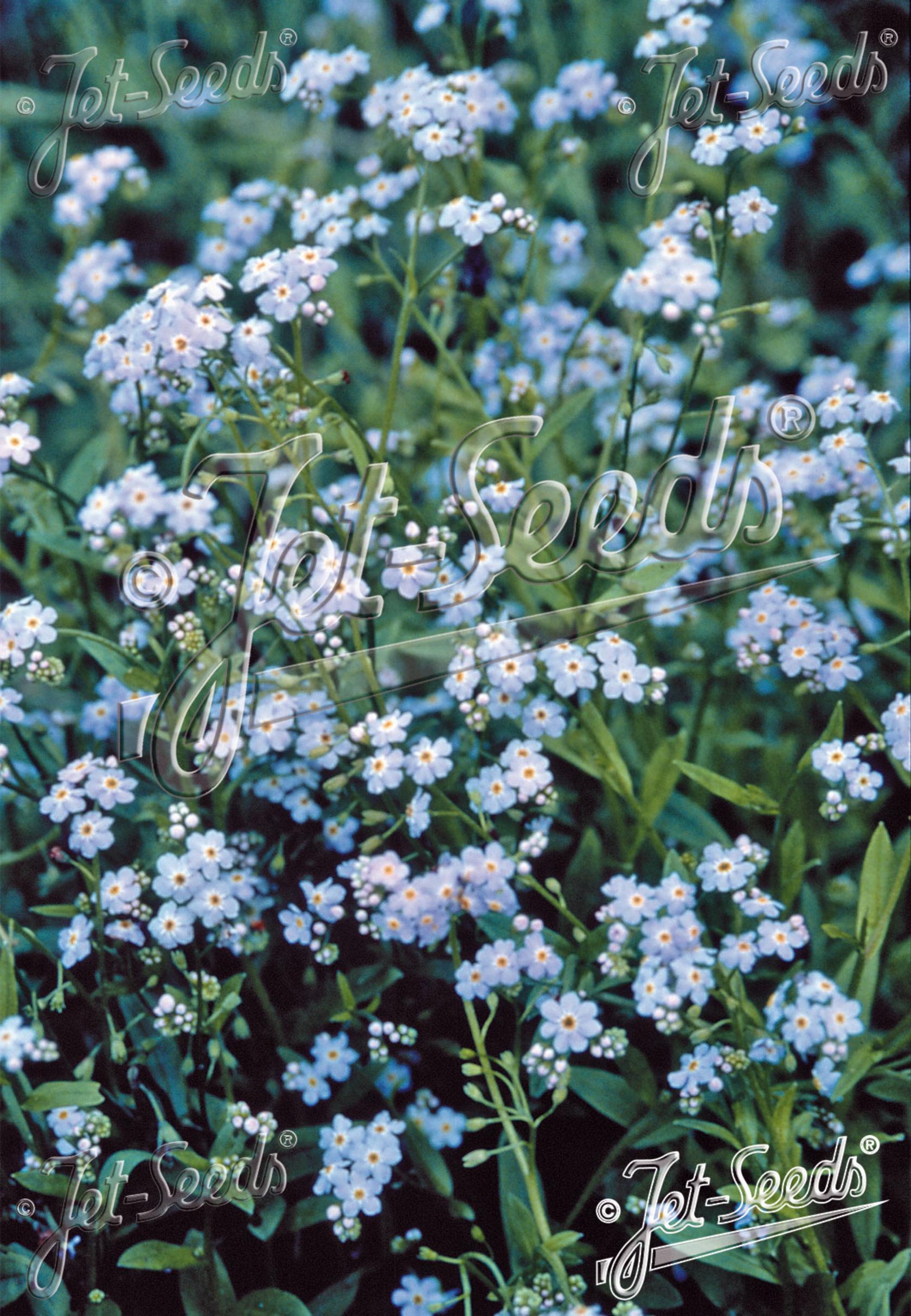 Myosotis scorpioides (palustris)