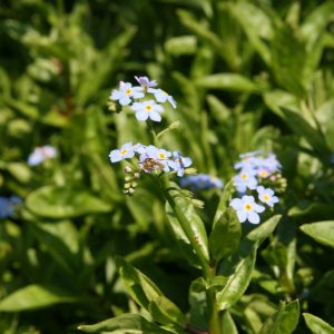Myosotis scorpioides 'Thüringen'