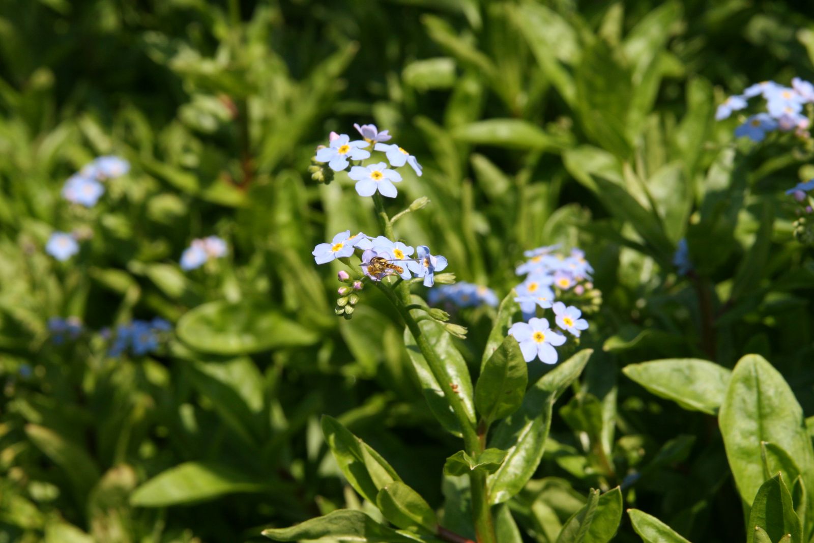 Myosotis scorpioides 'Thüringen'