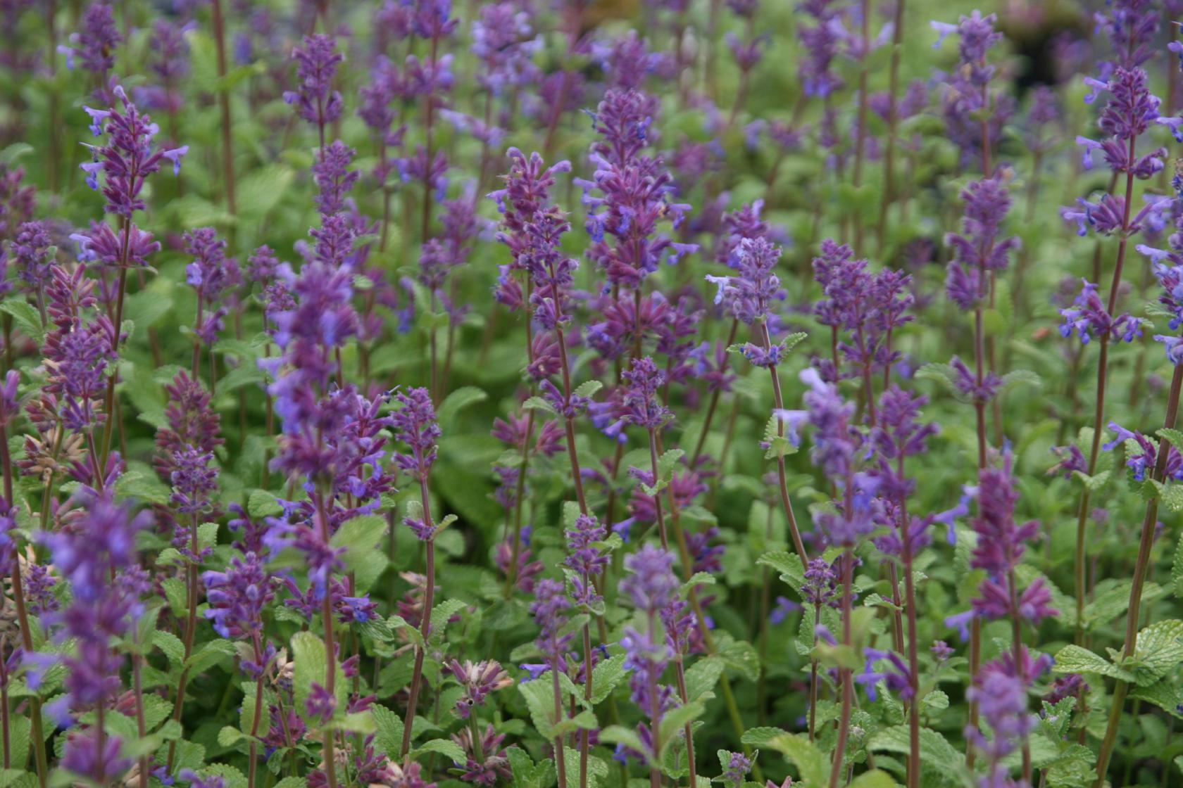 Nepeta racemosa 'Grog'
