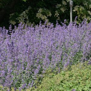 Nepeta x faassenii 'Walkers Low'