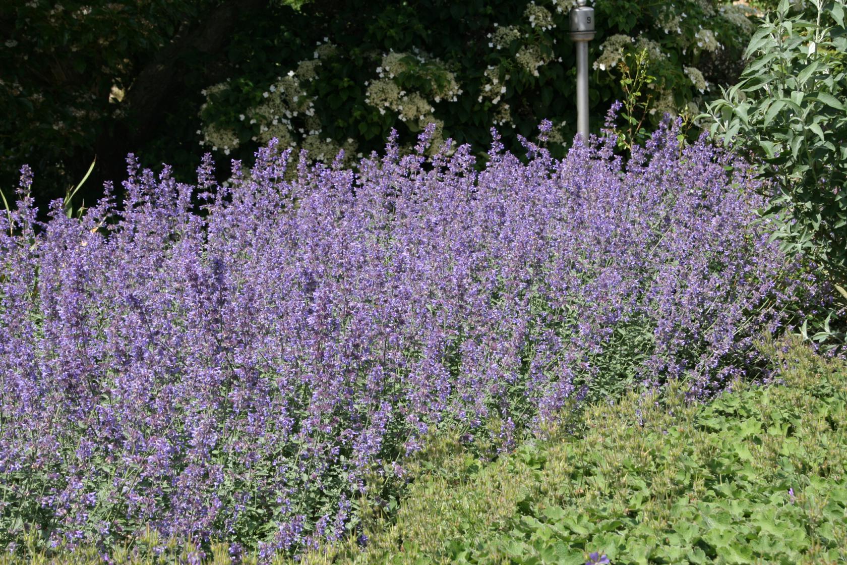 Nepeta x faassenii 'Walkers Low'