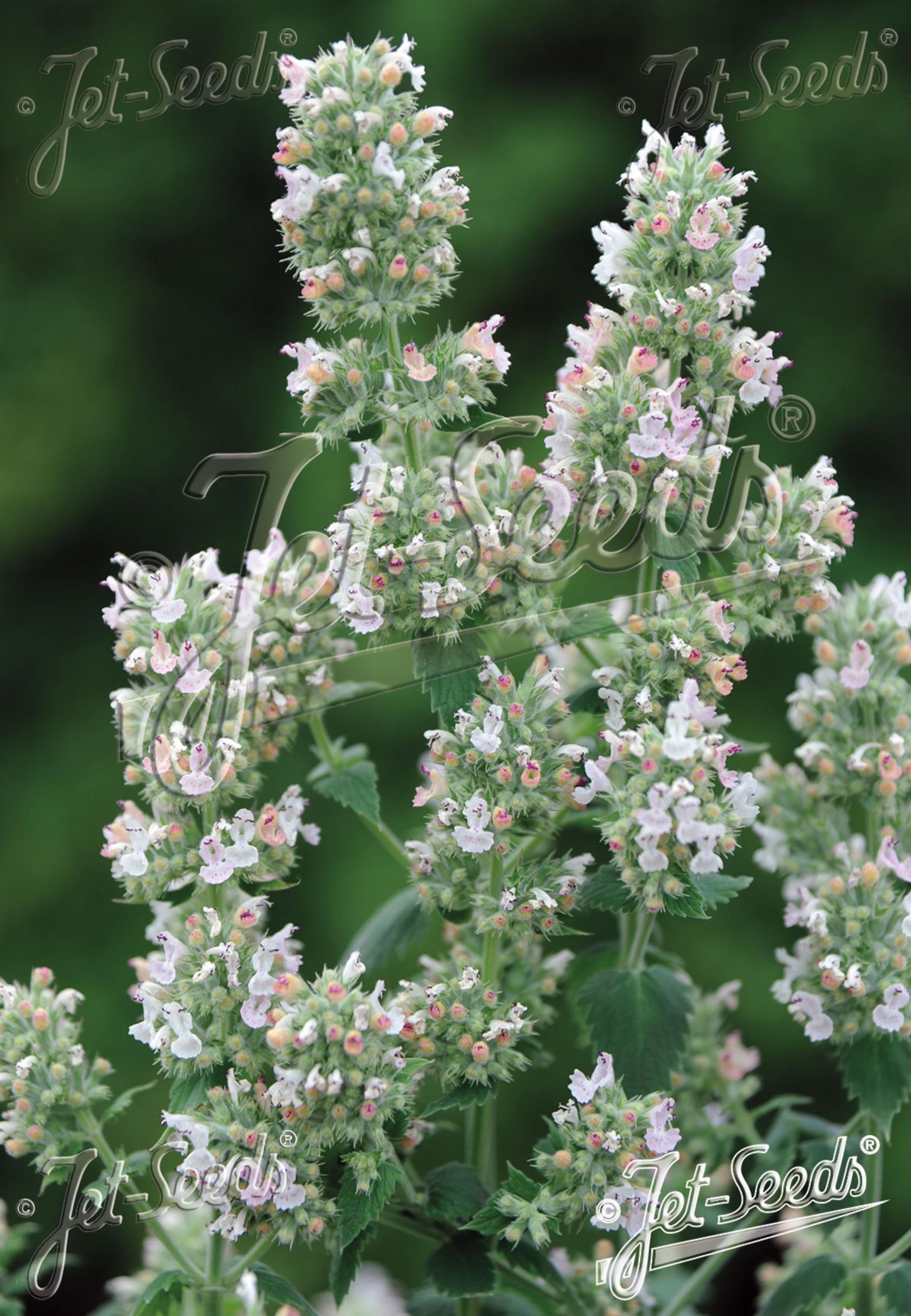 Nepeta cataria ssp.citriodora