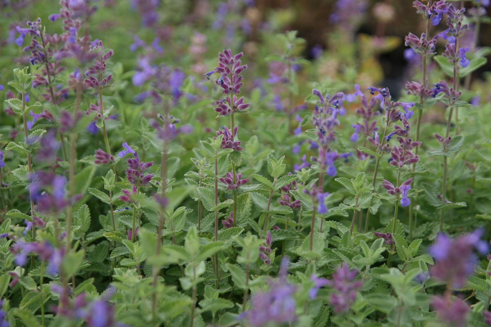 Nepeta racemosa (-faassenii gen.)