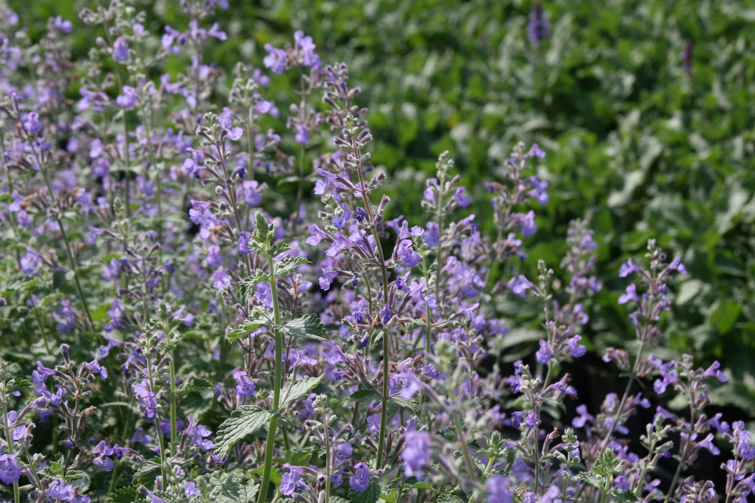 Nepeta x faassenii 'Six Hills Giant'
