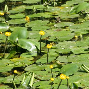 Nuphar lutea