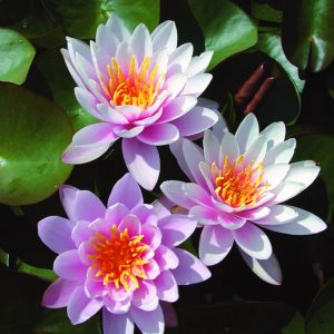 Nymphaea x cult. 'Fabiola'