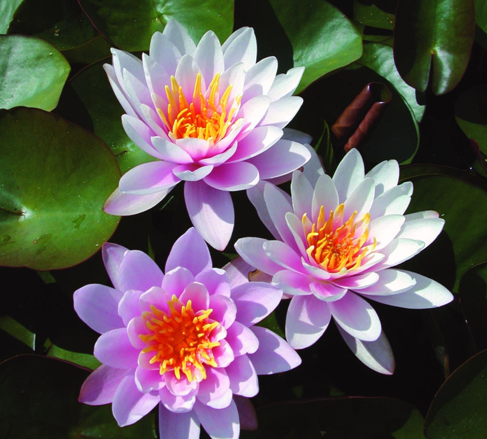 Nymphaea x cult. 'Fabiola'