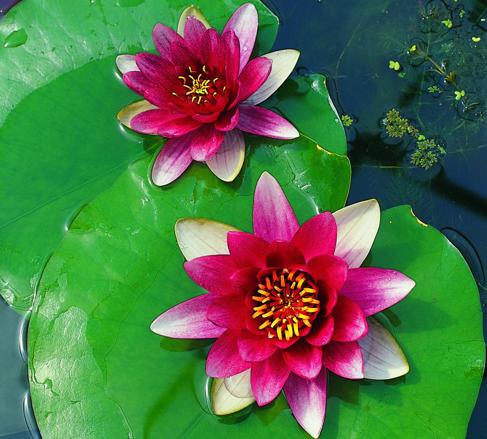 Nymphaea x cult. 'Attraction'