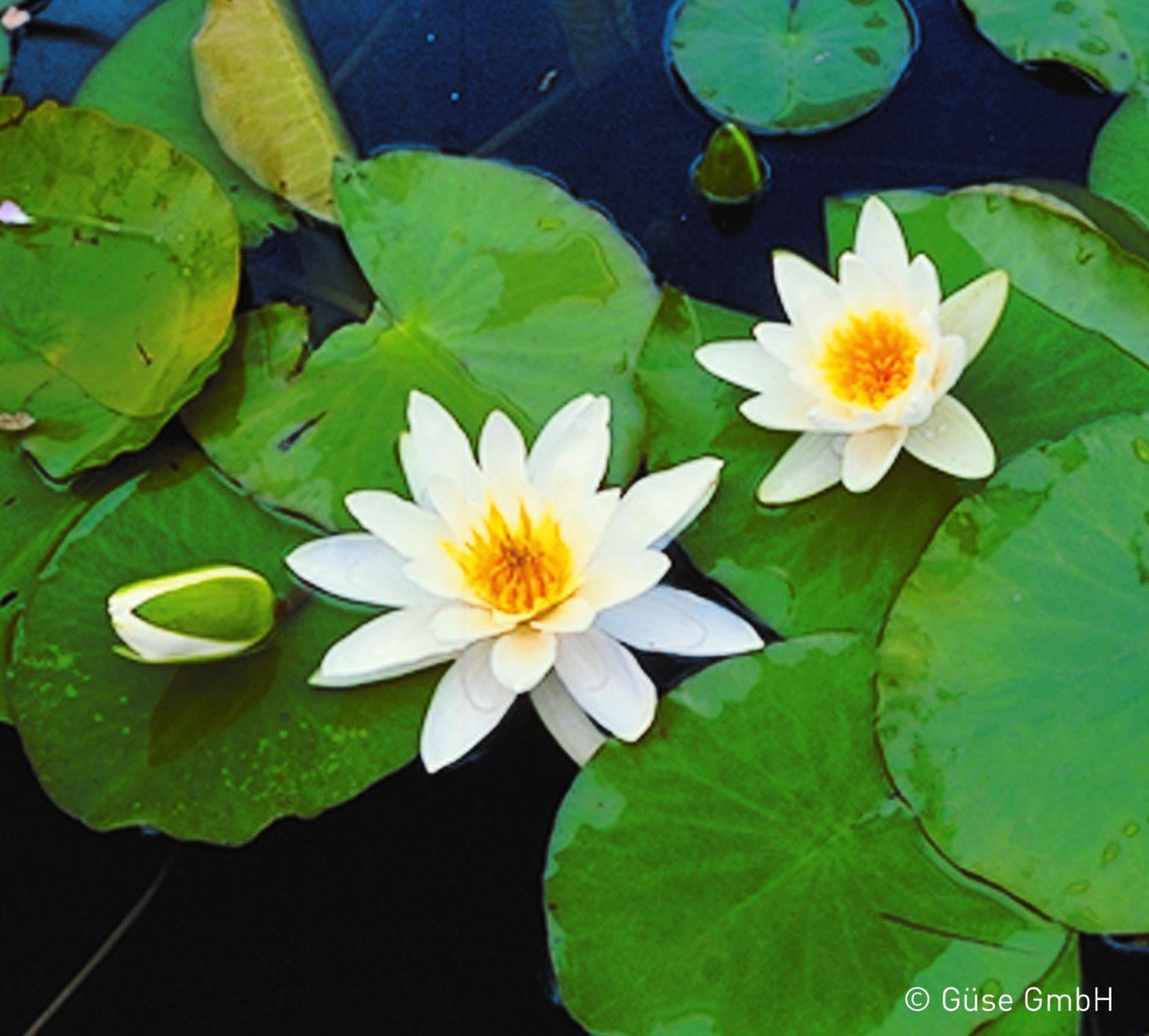 Nymphaea x cult. 'Hever White' (Hermine)
