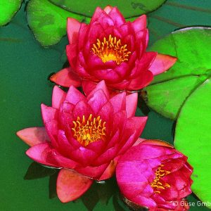 Nymphaea x cult. 'James Brydon'