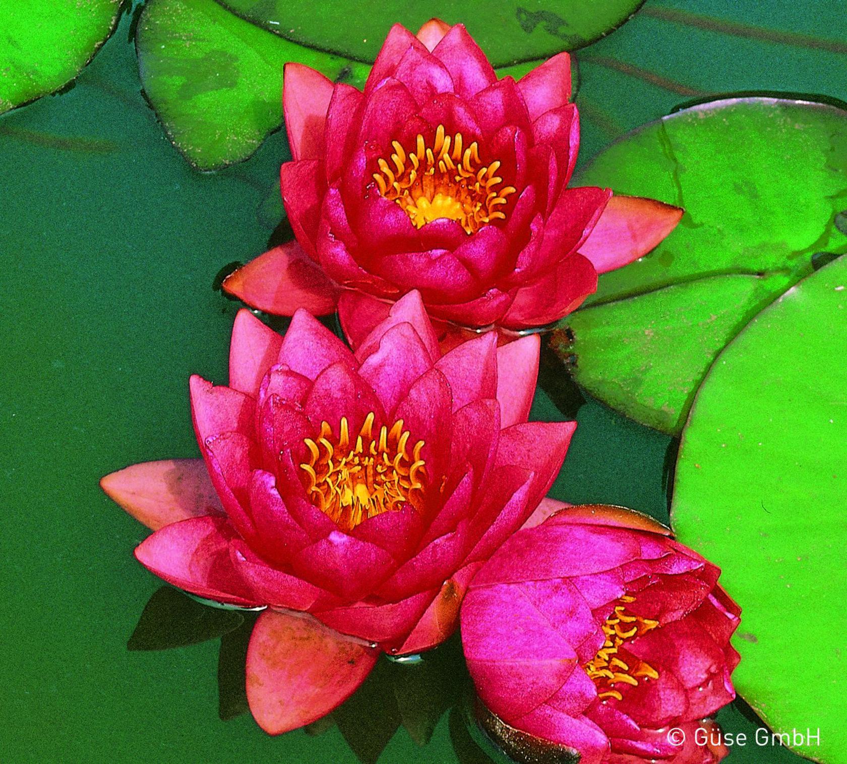 Nymphaea x cult. 'James Brydon'
