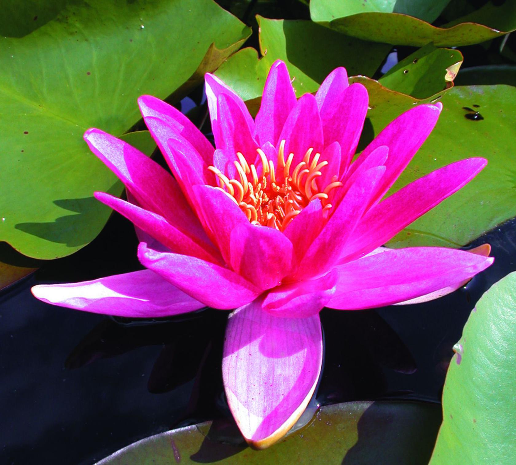 Nymphaea x cult. 'Rene Gerard'