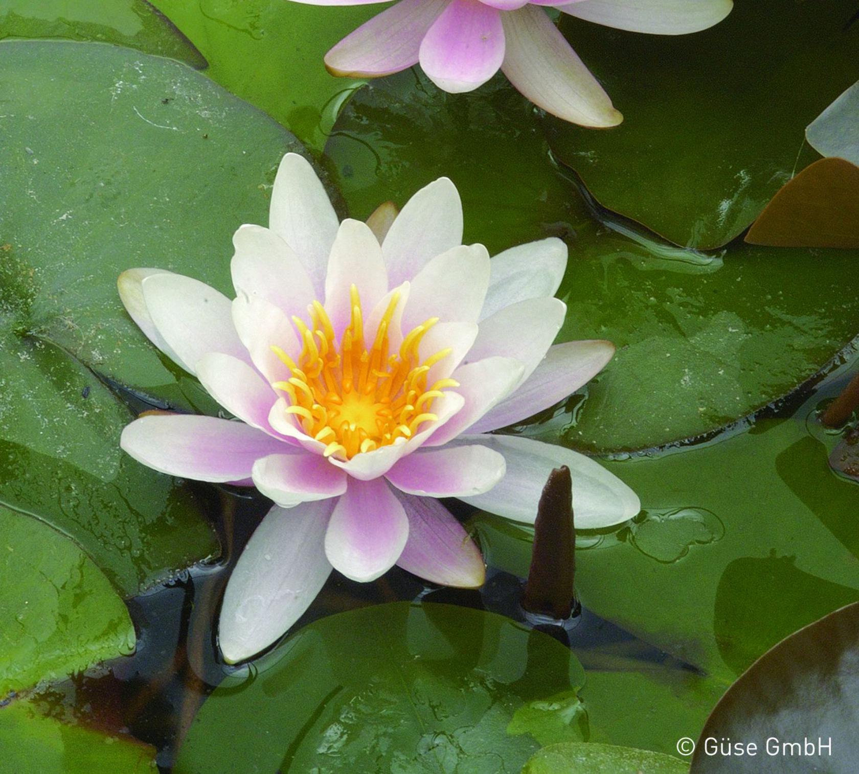 Nymphaea x cult. 'Marliacea Rosea'