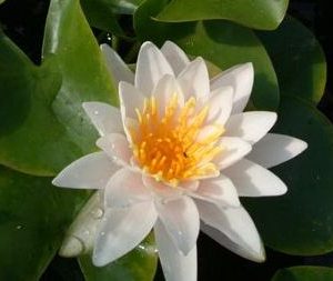 Nymphaea x cult. 'Walter Pagels'