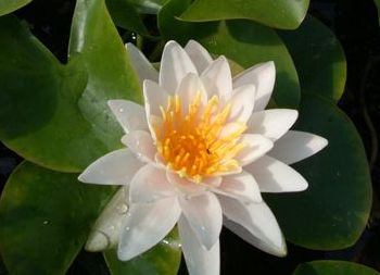 Nymphaea x cult. 'Walter Pagels'