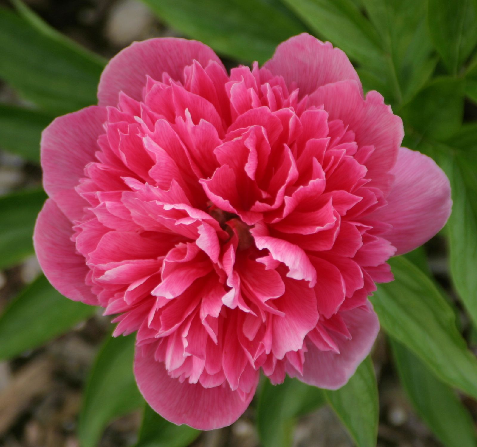 Paeonia officinalis 'Rosea Plena'