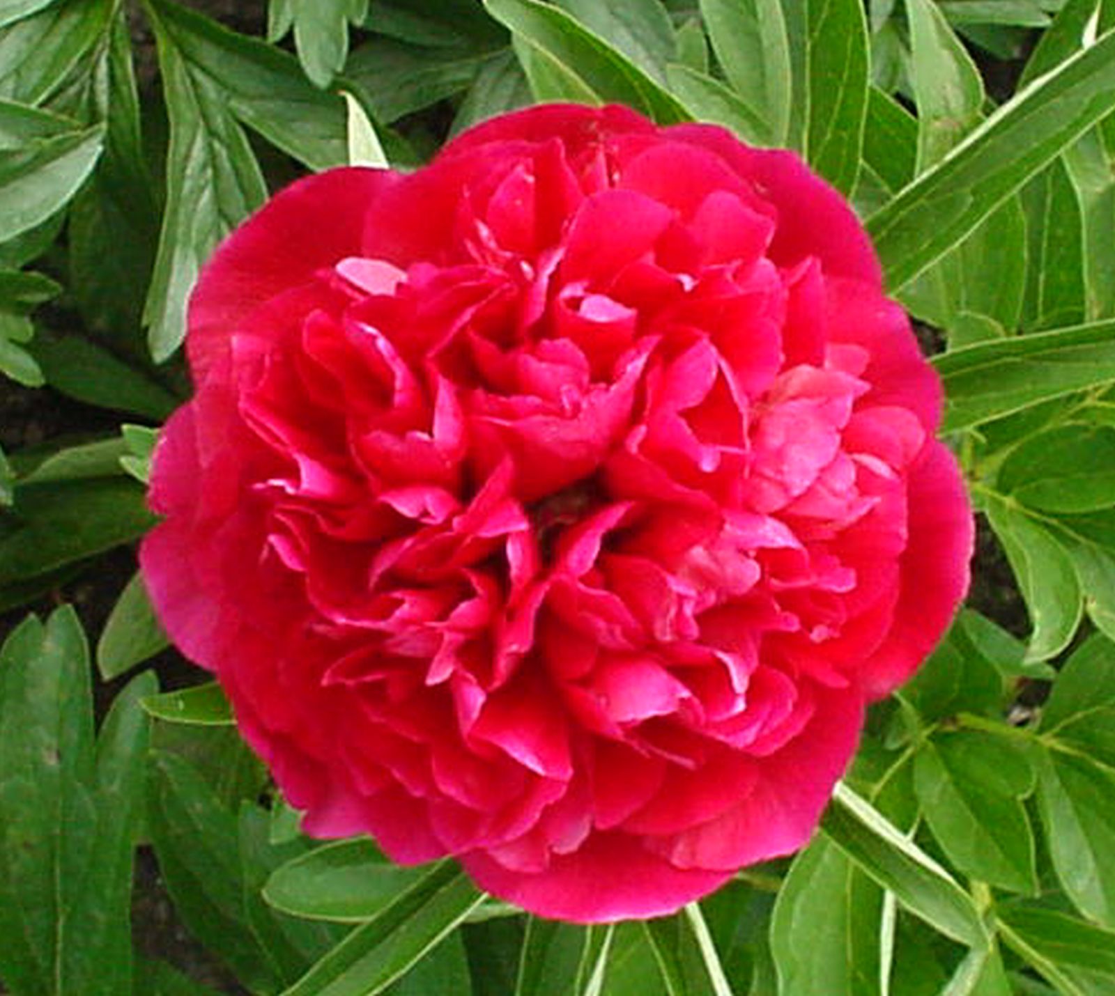 Paeonia officinalis 'Rubra Plena'
