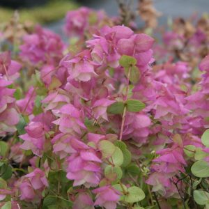 Origanum rotundifolium 'Kent Beauty'